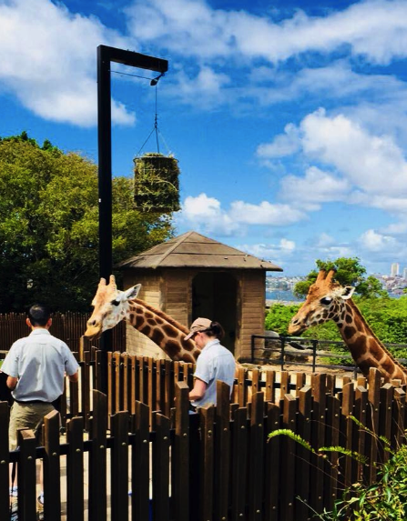 Taronga Zoo giraffe