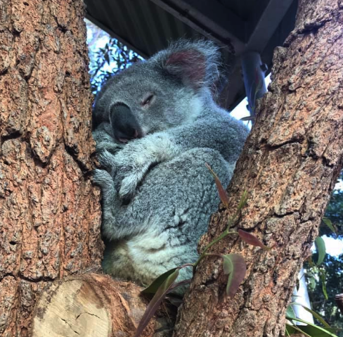 Taronga Zoo koala