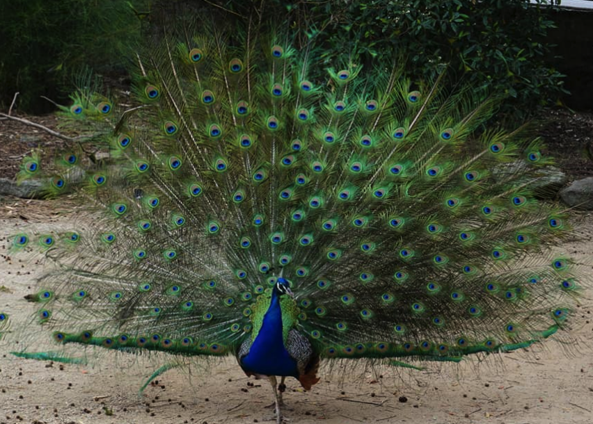 Taronga Zoo peacock
