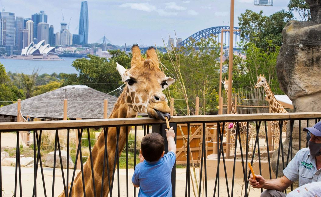 Discover Taronga Zoo Sydney! A Great Adventure Awaits for Families