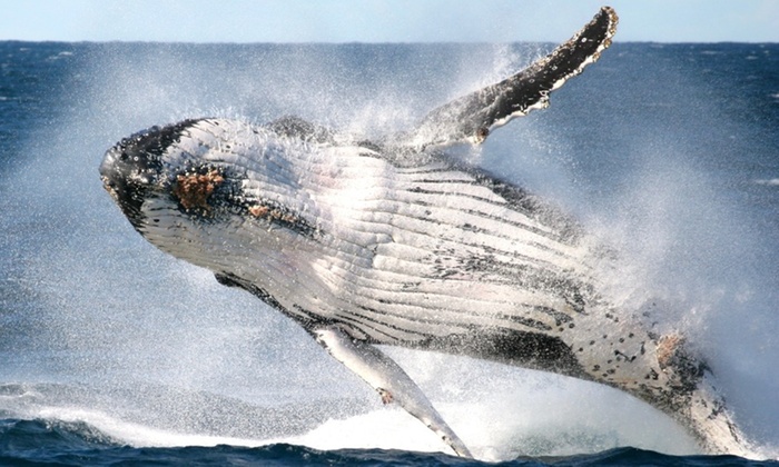 Go Whale Watching in Sydney! Book this Deal Today! | | All About Sydney