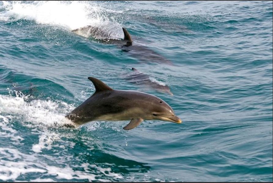Discover Port Stephens, NSW – Dolphin Capital of Australia!